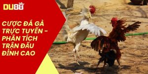Cược đá gà Trực Tuyến